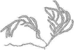 Fallaciella gracilis. Habit. Drawn from B.H. Macmillan 68/65, CHR 163380.
 Image: R.C. Wagstaff © 2003 British Bryological Society. Reprinted by permission of Informa UK Limited, trading Taylor & Francis Group, https://www.tandfonline.com on behalf of British Bryological Society. Reprinted by permission of Informa UK Limited, trading Taylor & Francis Group, https://www.tandfonline.com on behalf of British Bryological Society.